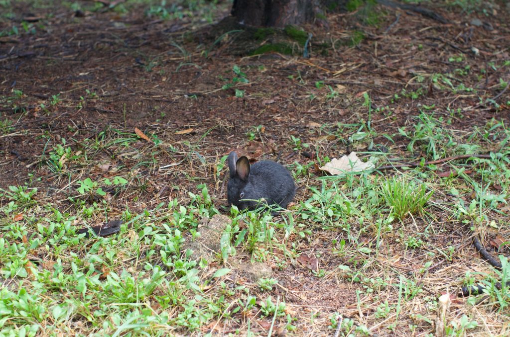 분당 중앙공원 토끼