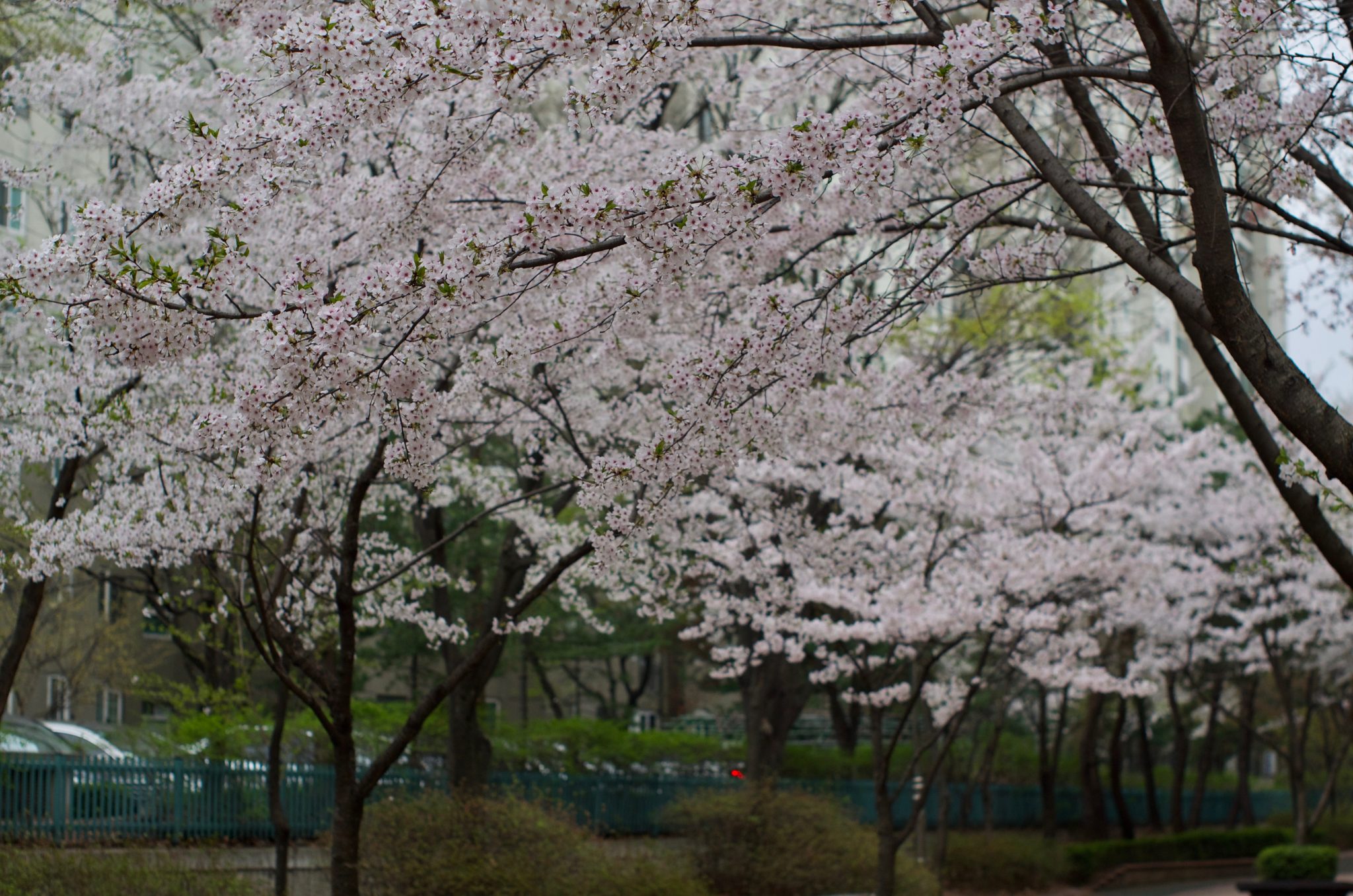 분당 중앙공원 벚꽃