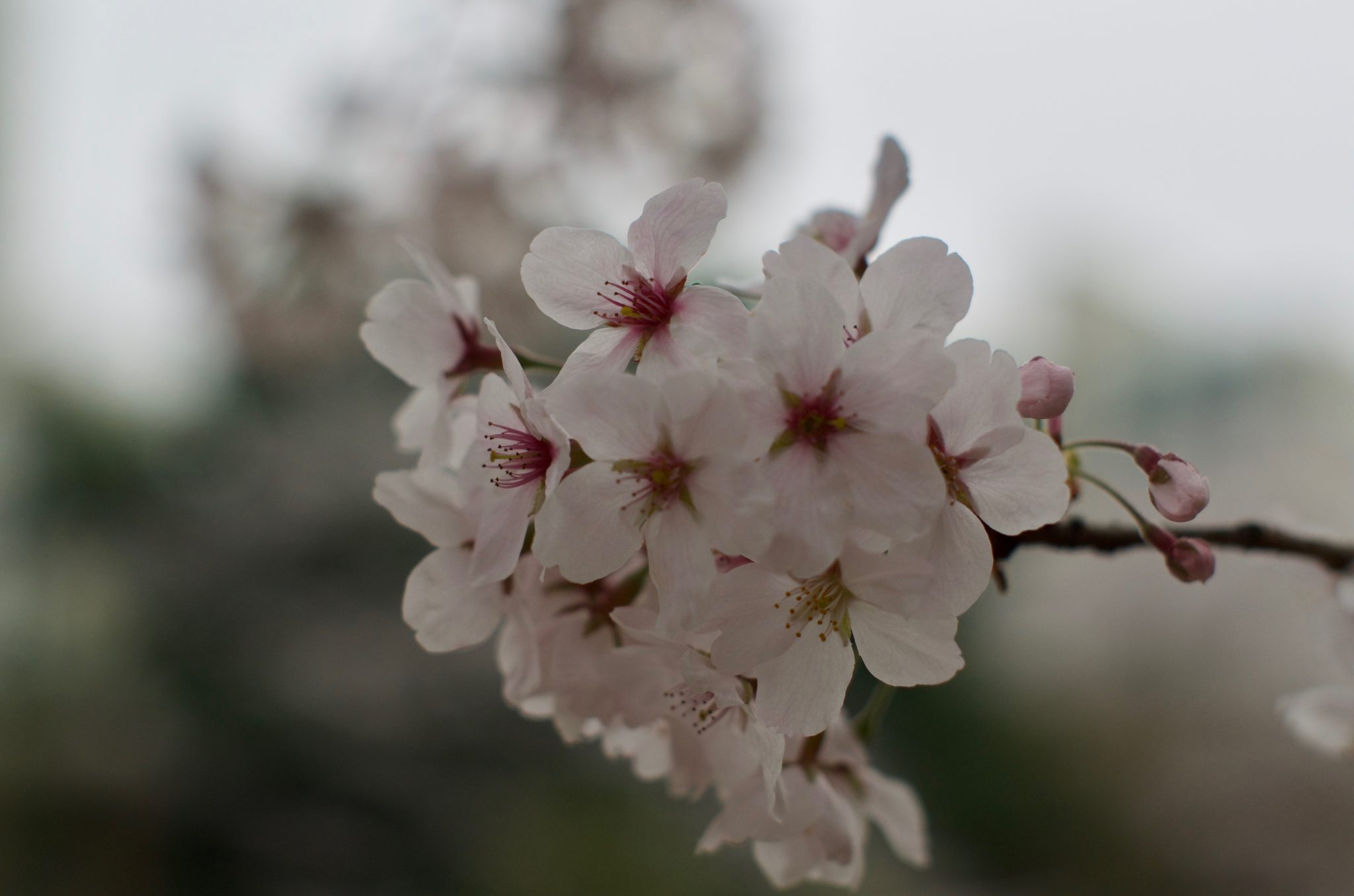 분당 중앙공원 벚꽃