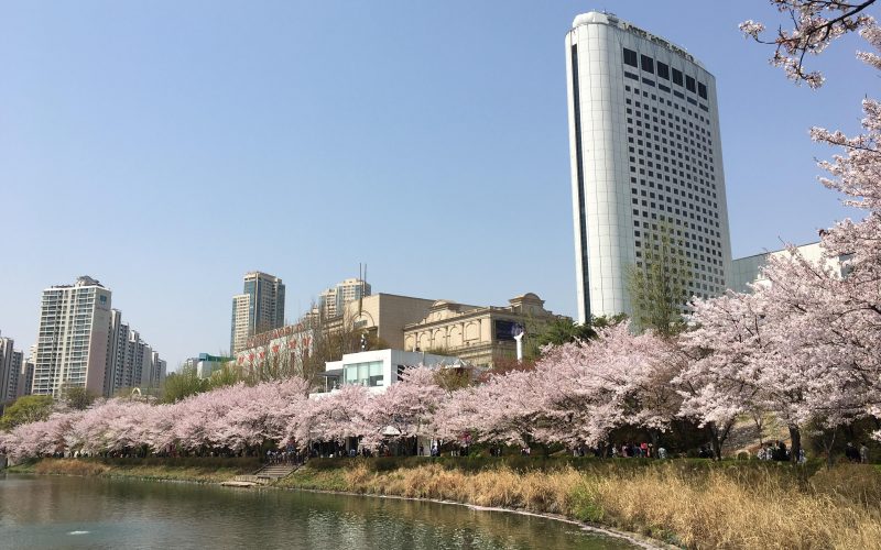 잠실 석촌호수 벚꽃 구경