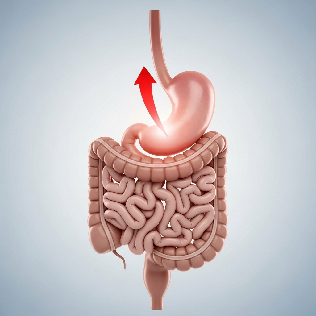 A conceptual illustration showing the human digestive tract, with a red arrow indicating reflux from the stomach back into the esophagus. The stomach and esophagus are subtly highlighted. The background is clean and clinical, without being overly graphic.