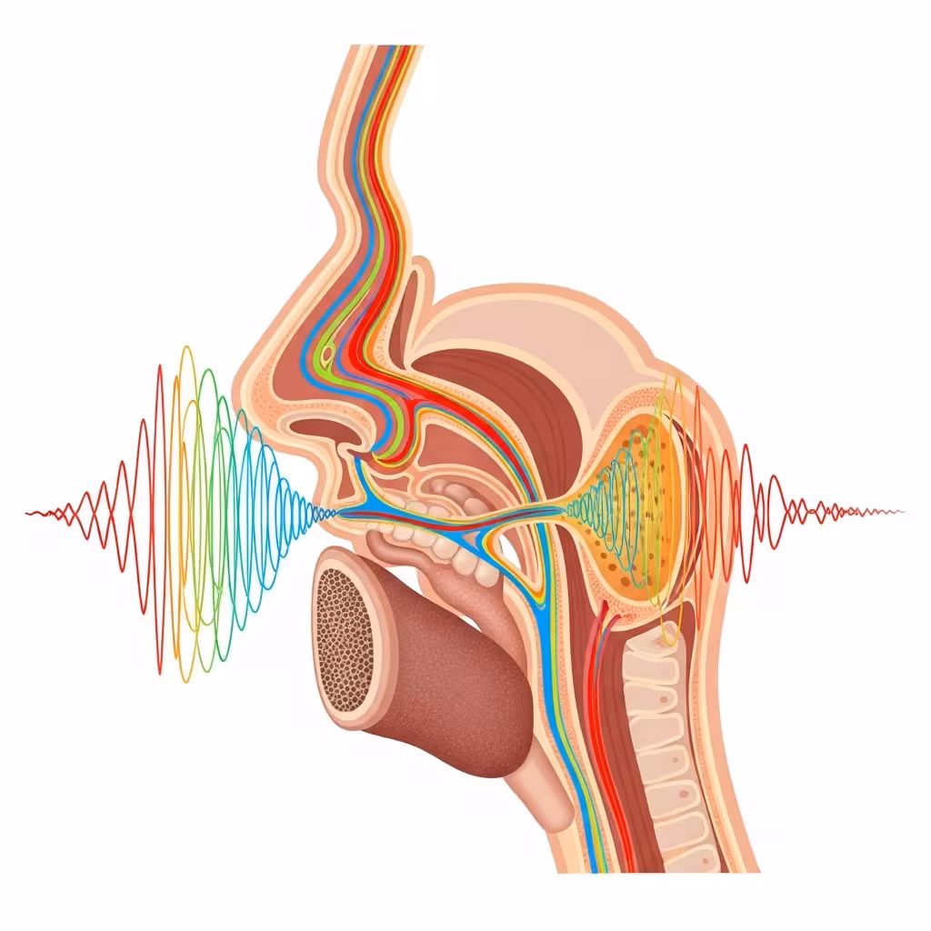 imagen 4.0 ultra generate preview 06 06 title 목소리의 공명 과정을
