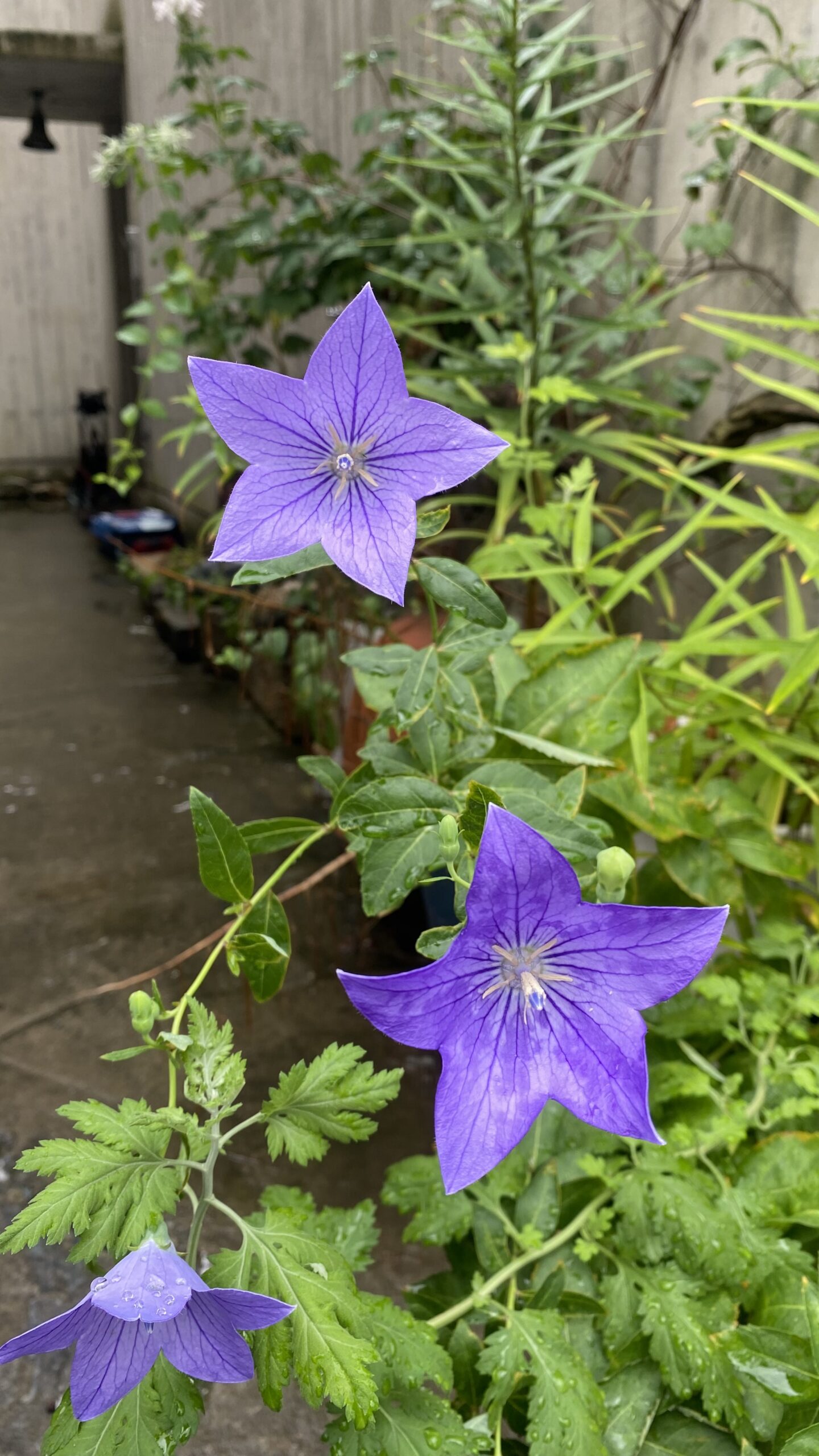 01 꽃1 scaled