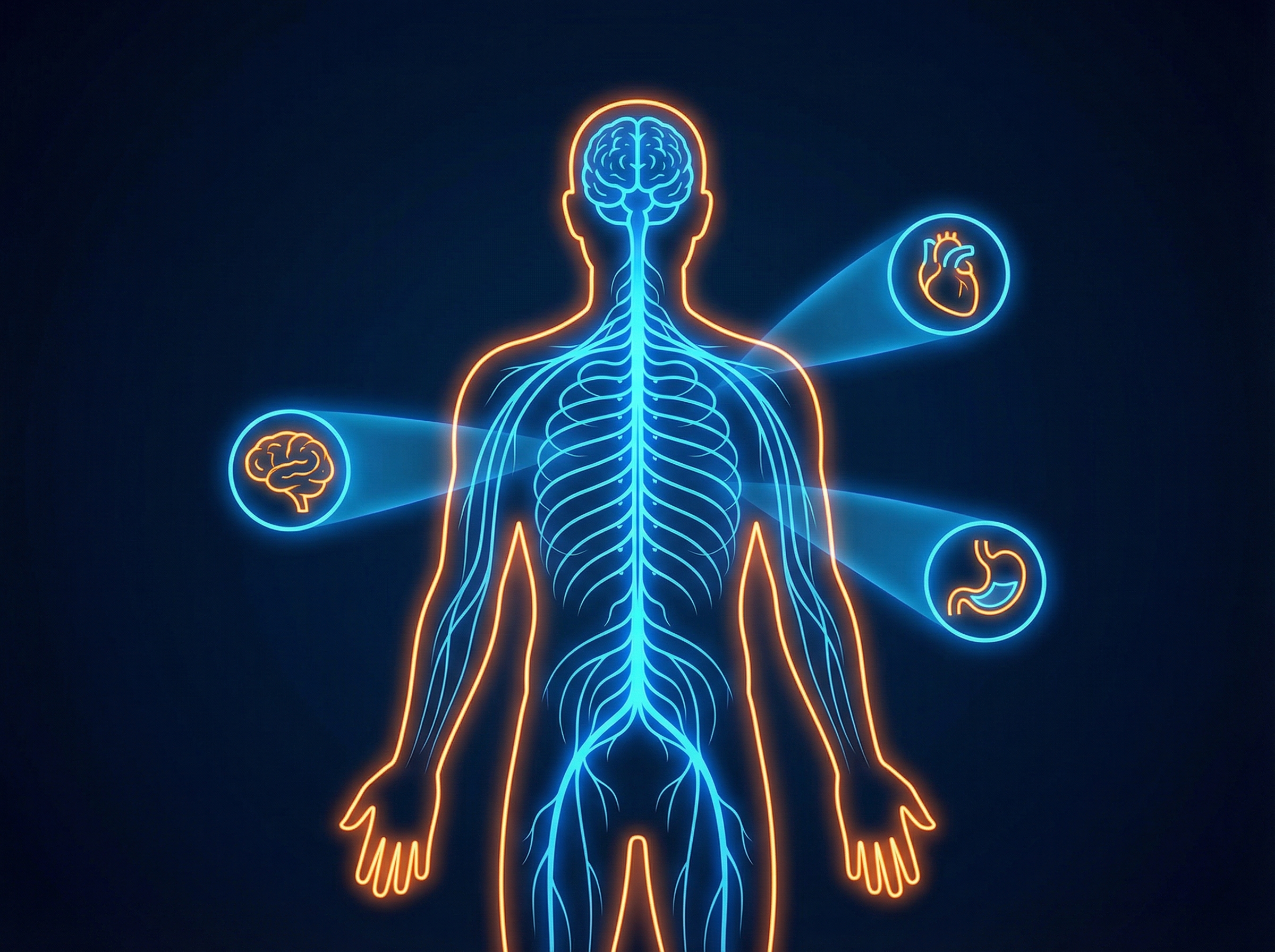 A clean and modern infographic showing a human silhouette with a glowing central nervous system. Small icons representing the heart, stomach, and brain are connected by light paths. Sophisticated blue and orange color palette, high contrast, informational style, 4:3 aspect ratio, no text.
