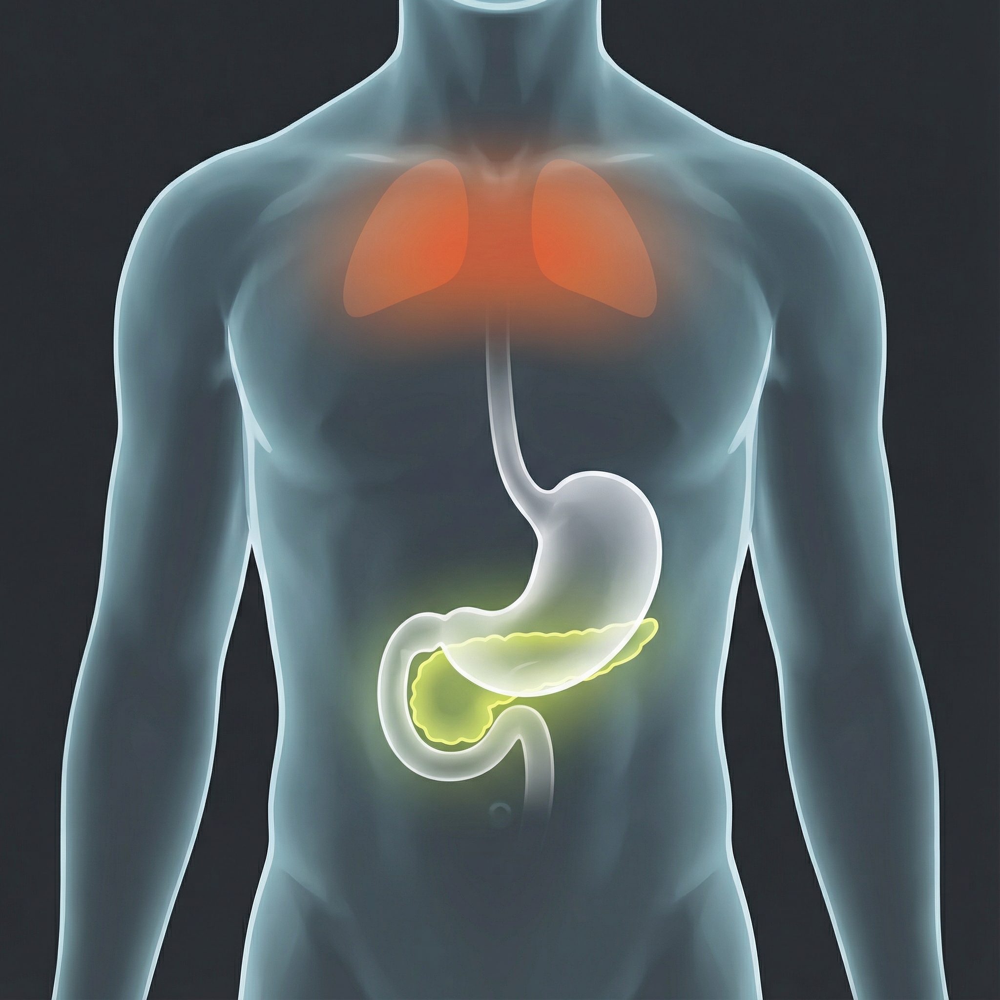 A clean infographic showing the anatomical location of the pancreas behind the stomach in the human body, highlighting the upper back area where pain might occur, modern layout, medical illustration style, high contrast, 1:1 aspect ratio, no text